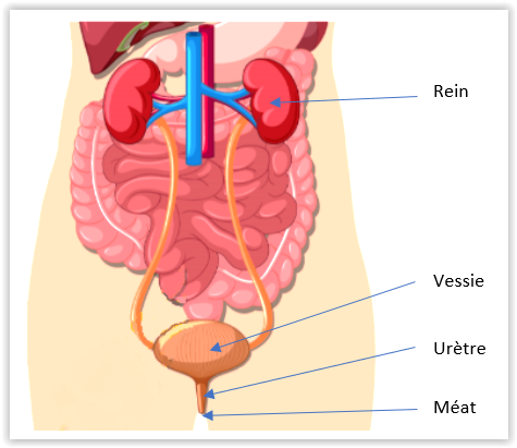 Image de l'arbre urinaire chez la femme