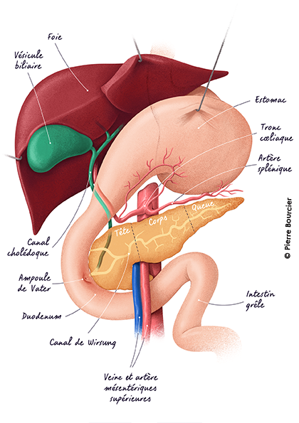 L’anatomie du pancréas