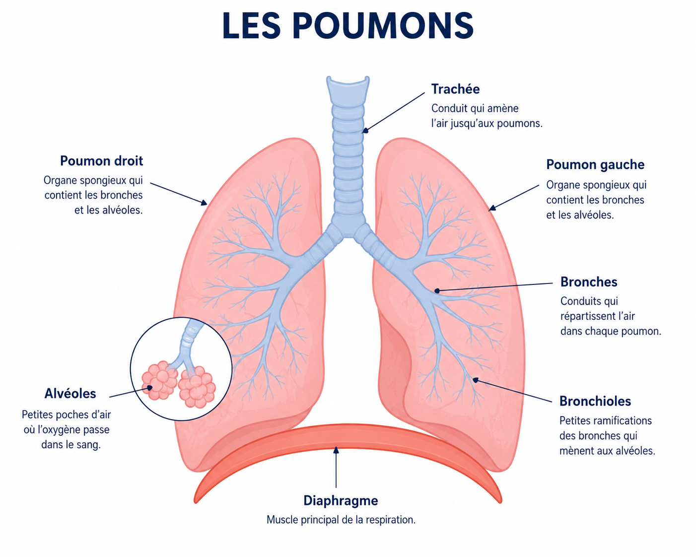 poumon