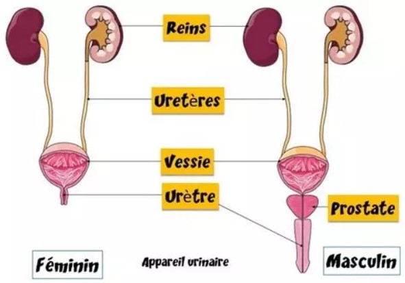 voies urinaires