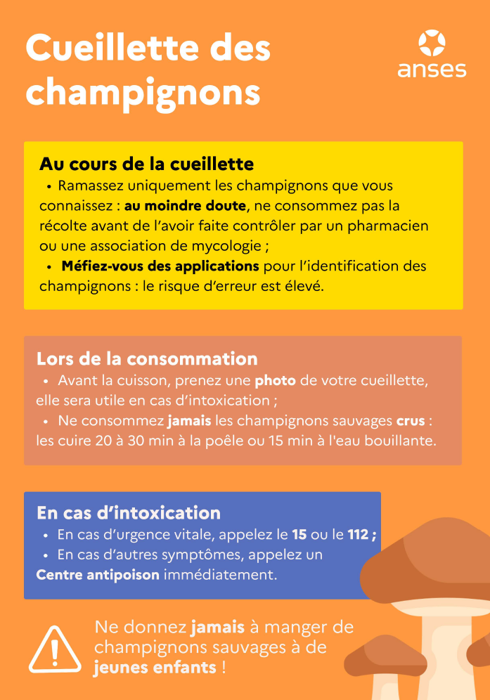 Cueillette des champignons