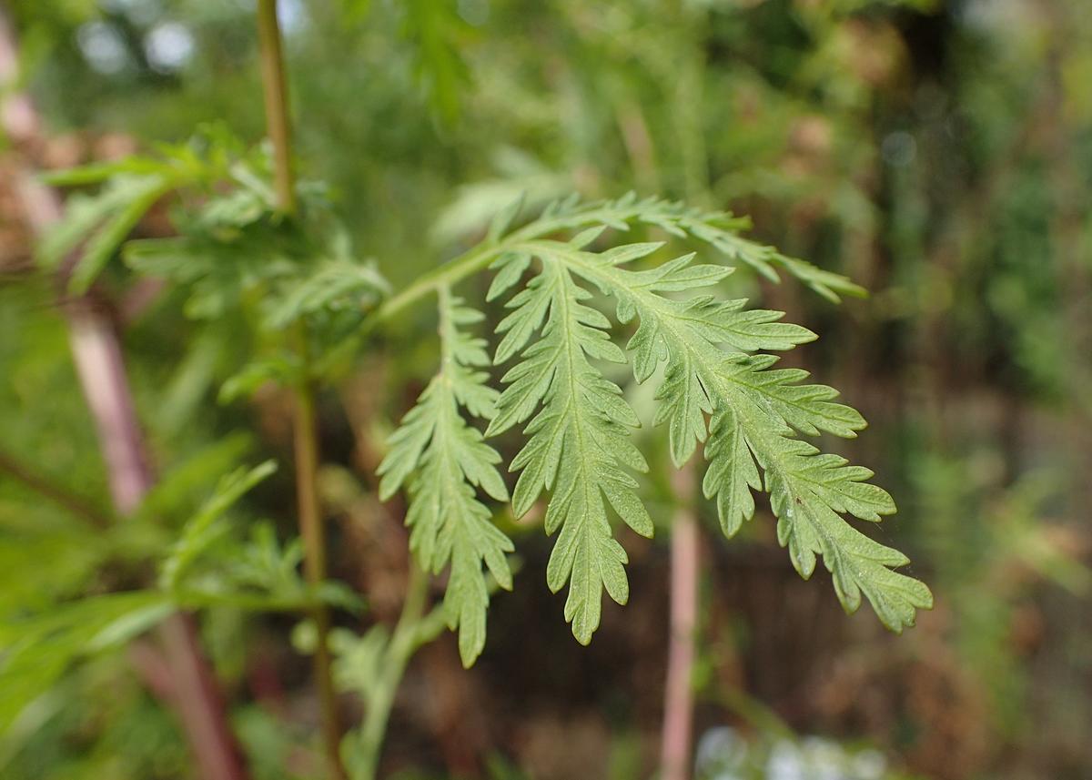 artemisia_annua_kz06_0.jpg